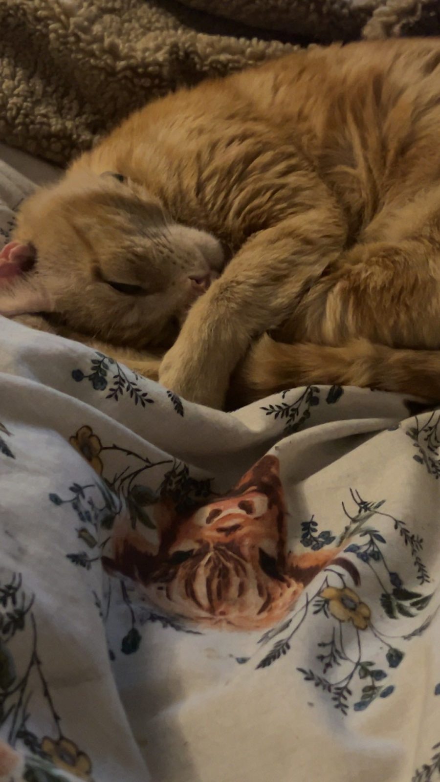 Photo of Crumble