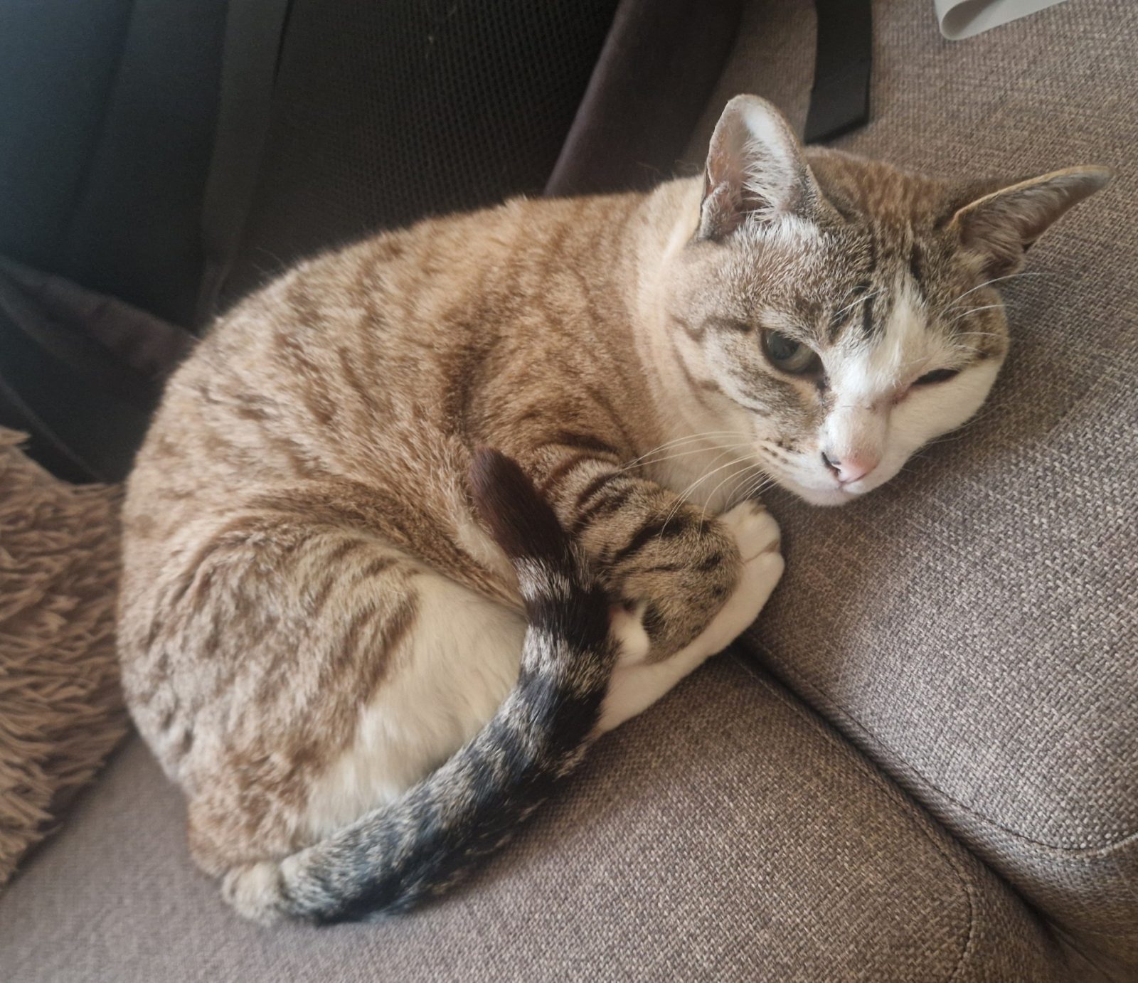 Photo of Ling