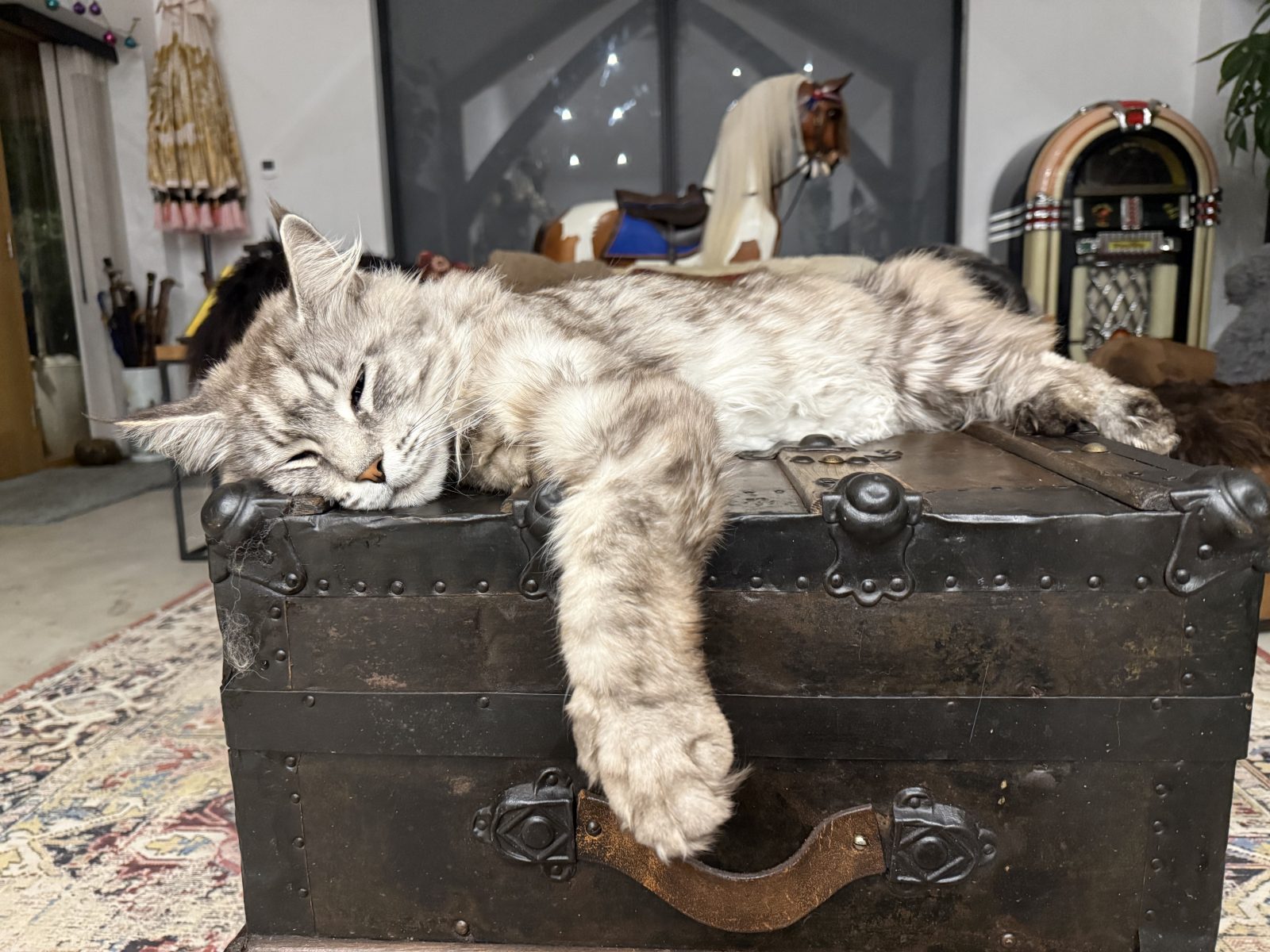 Photo of Furgus