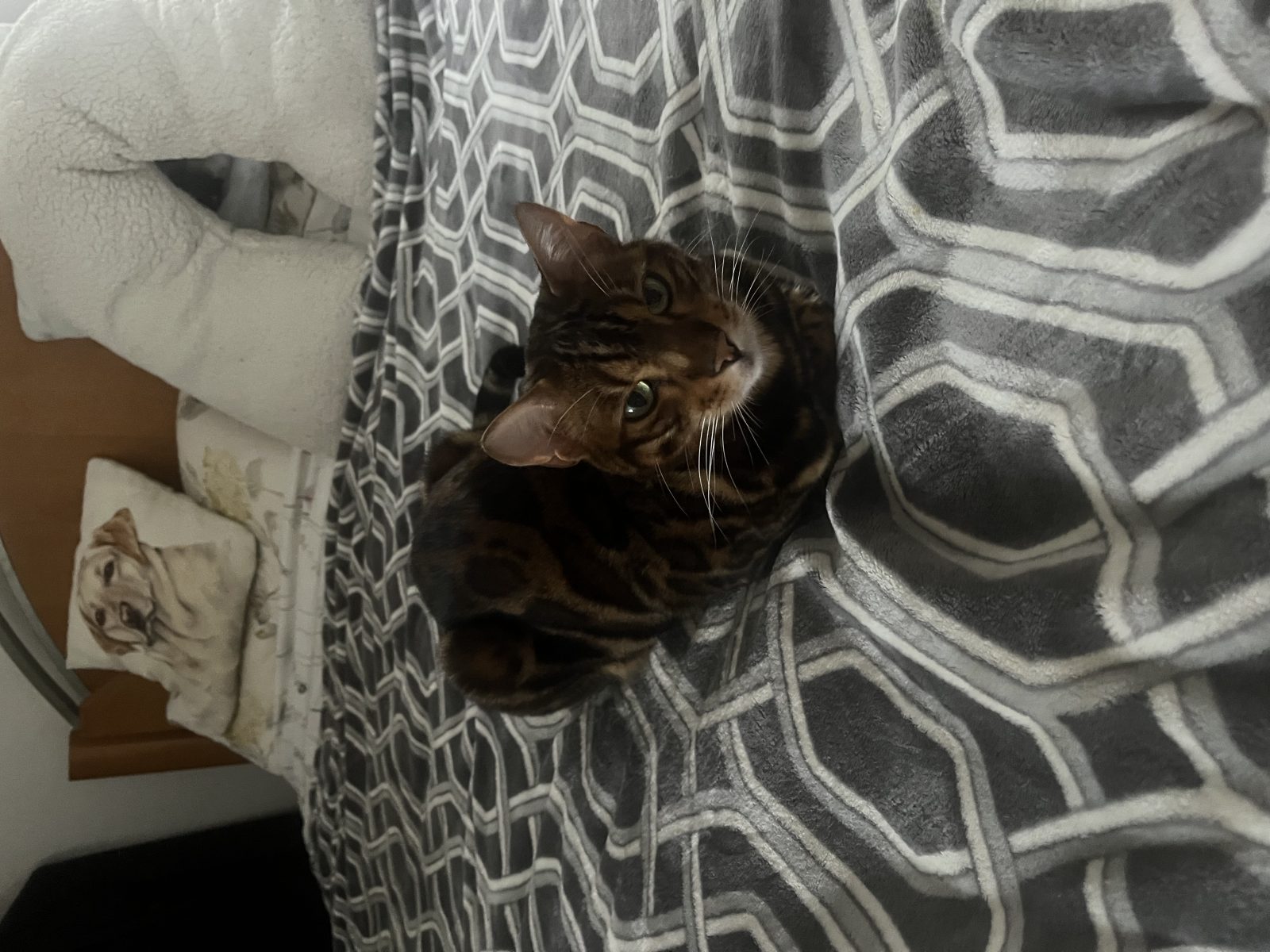 Photo of Bruno