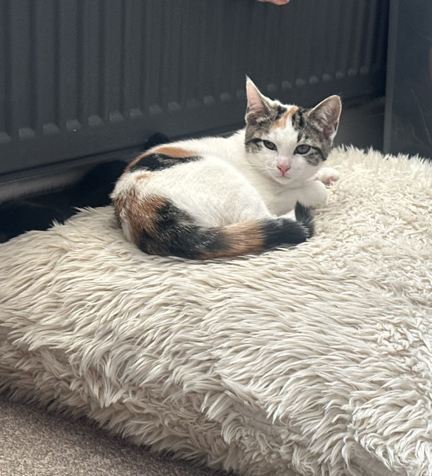 Photo of Ginger