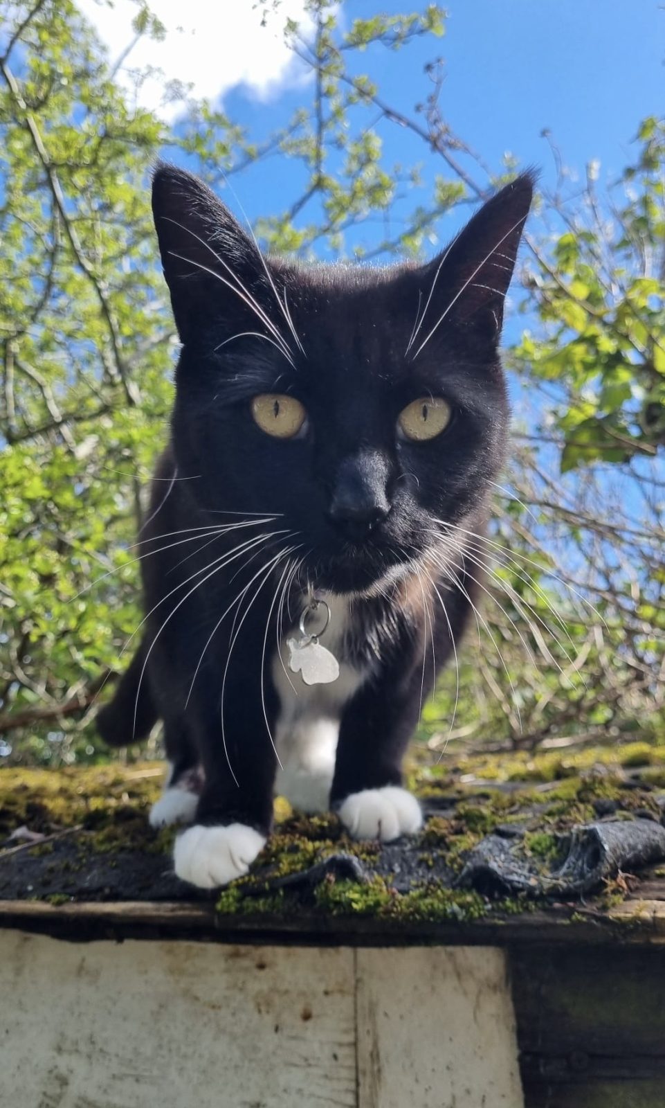 Photo of Mittens