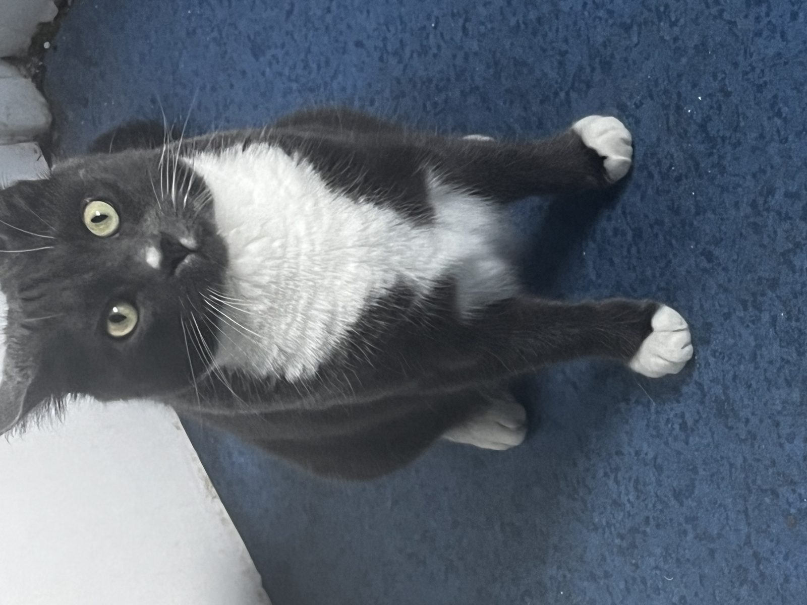 Photo of Odin