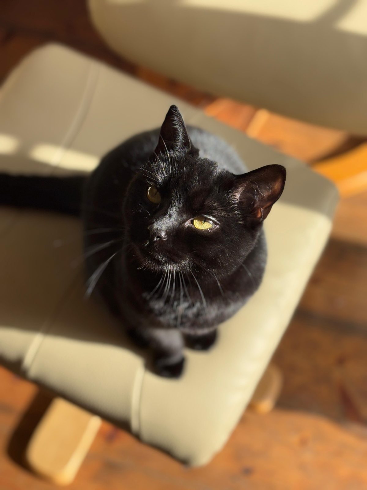 Photo of Gypsy