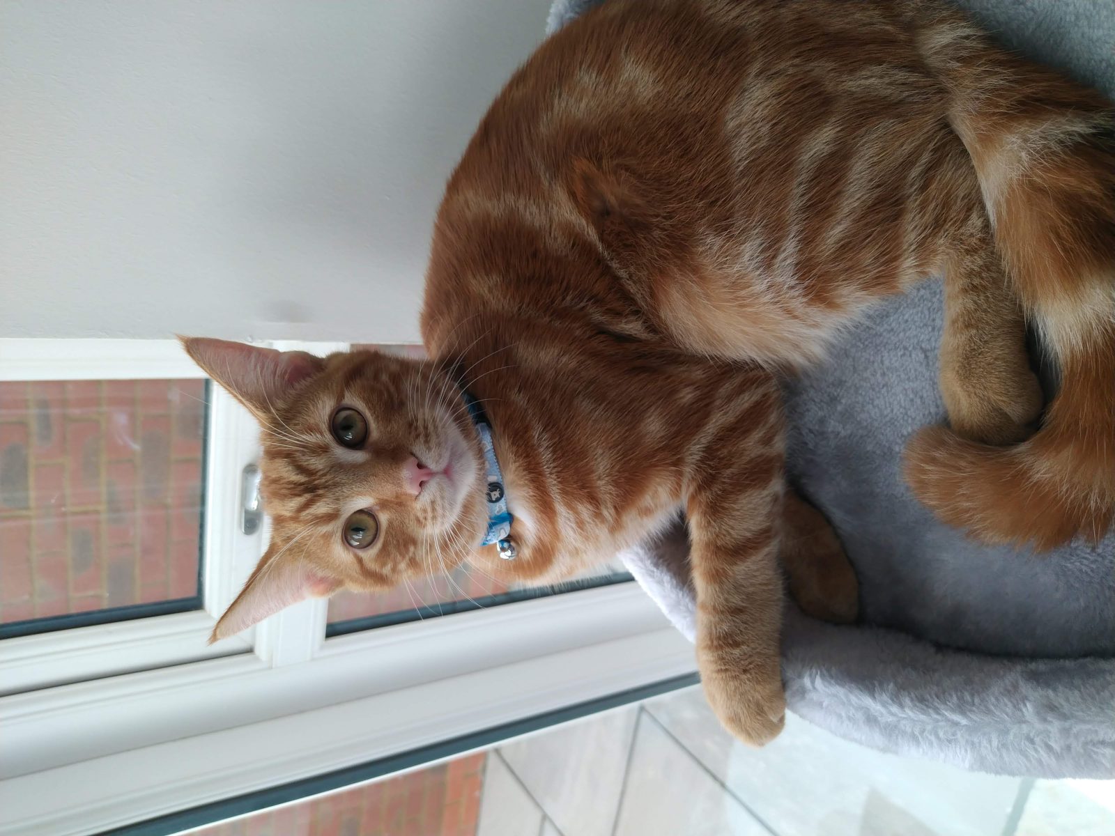 Photo of Scooby