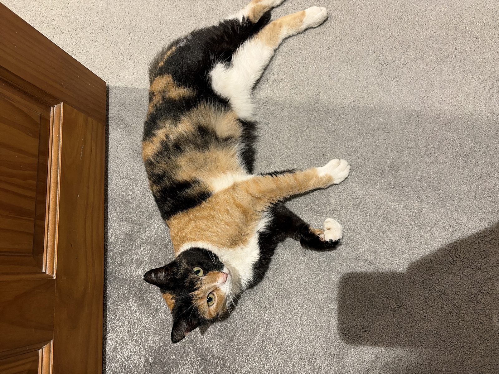 Photo of Amber