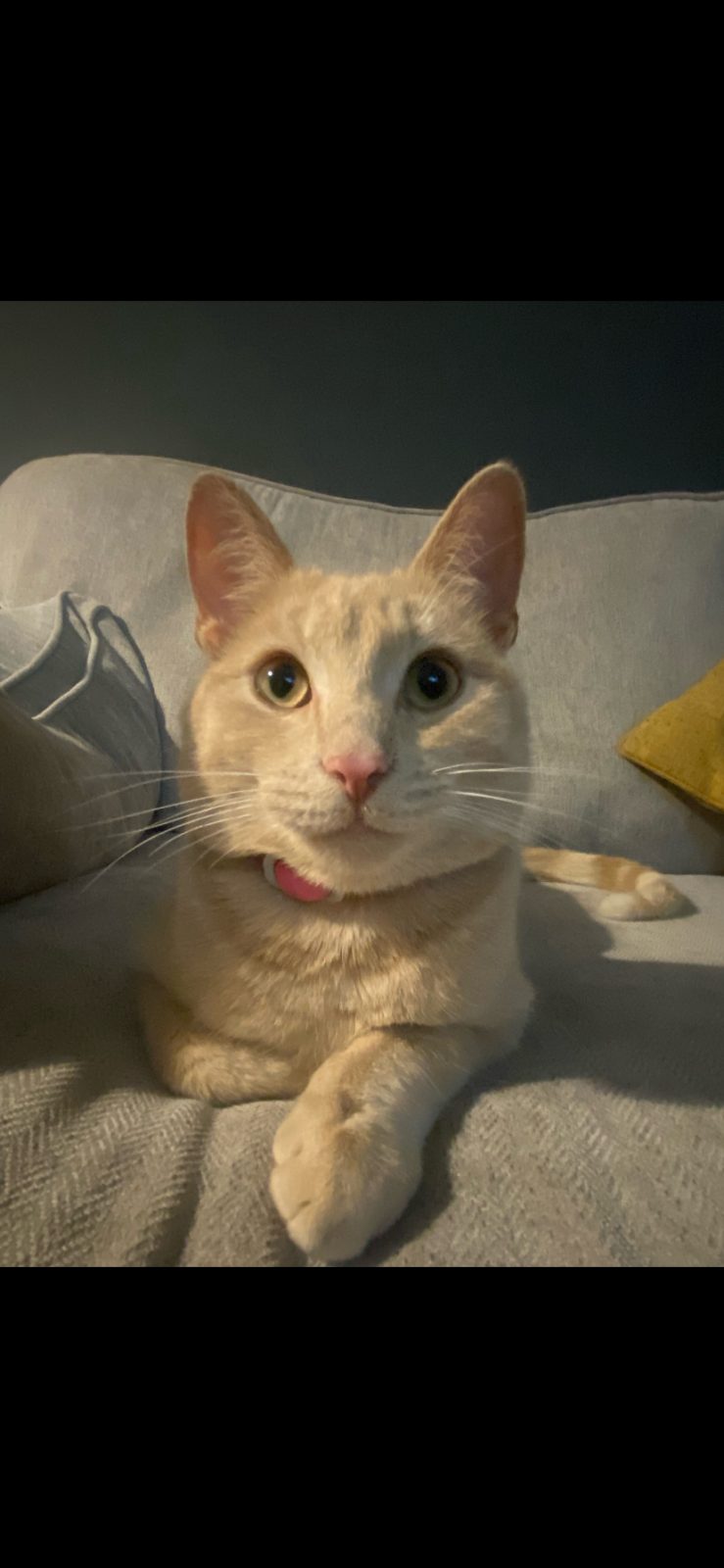 Photo of Sebastian Pringle
