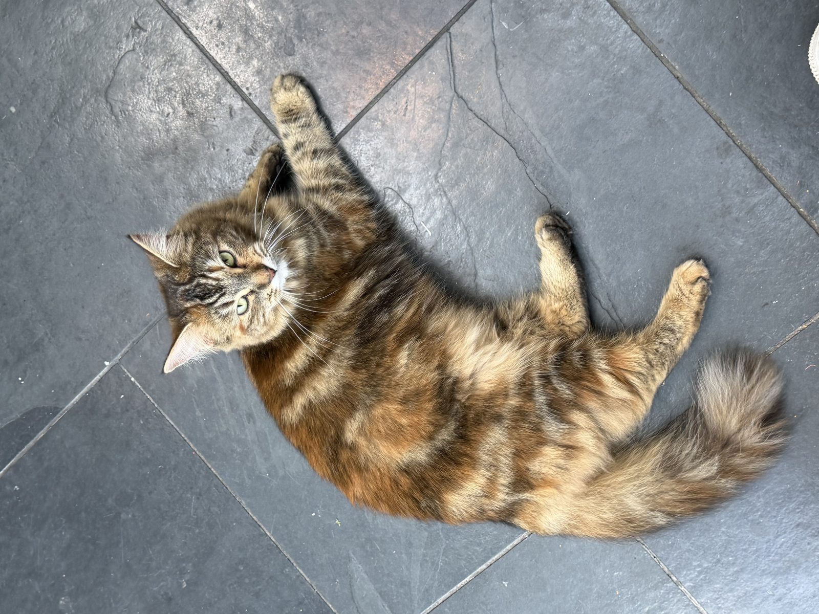 Photo of Lola
