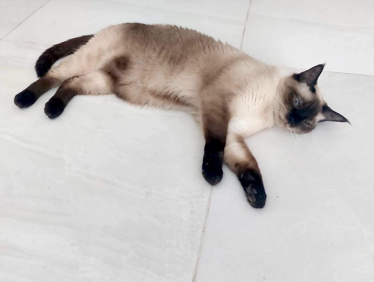 Photo of Miu Miu