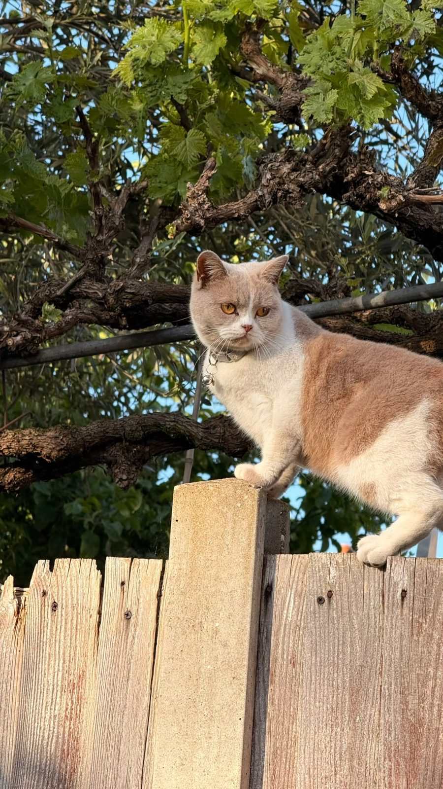 Photo of Hazel
