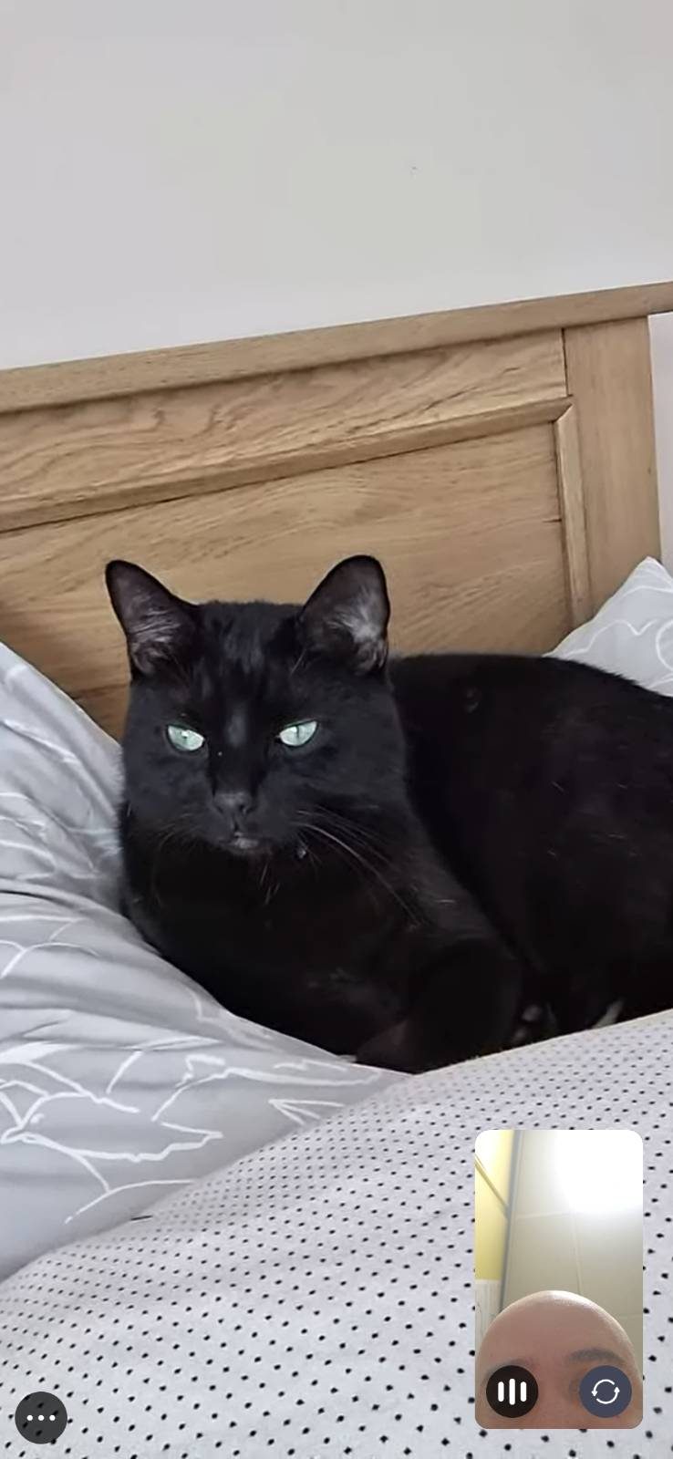 Photo of Purr-Cy