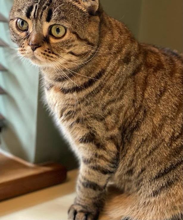 Photo of Athena