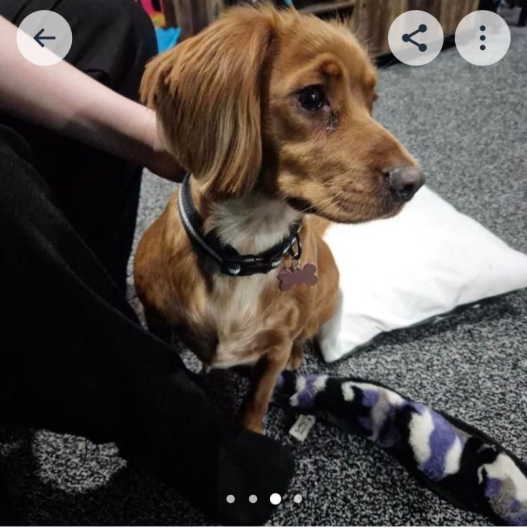 Photo of Lady