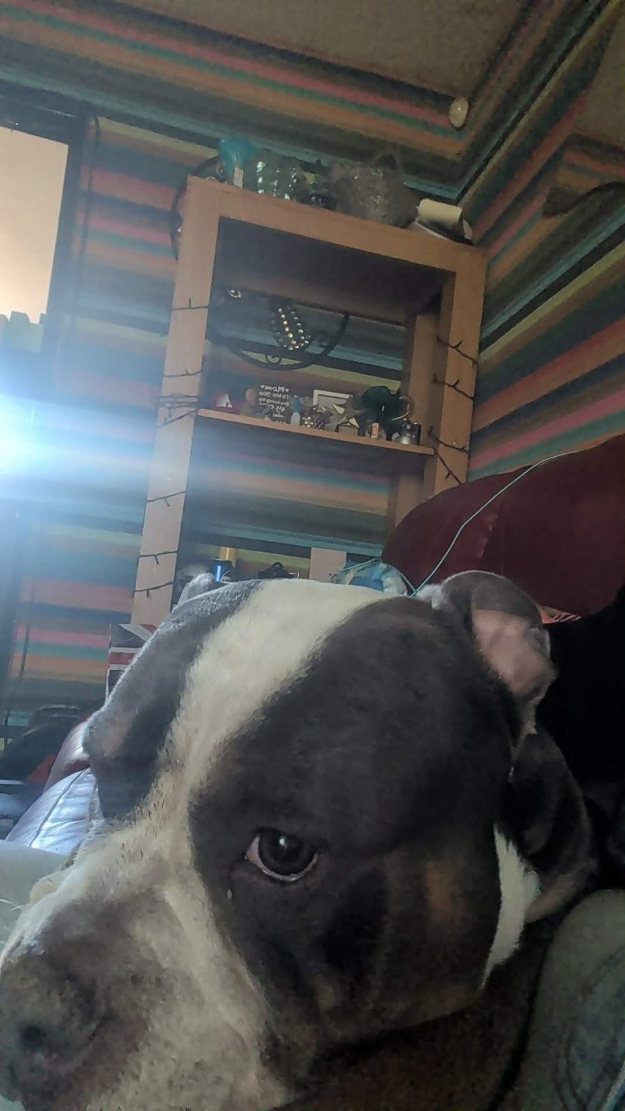 Photo of Narla