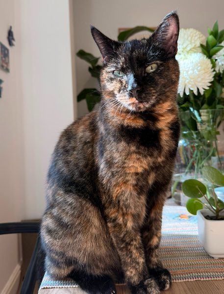 Photo of Mirabelle