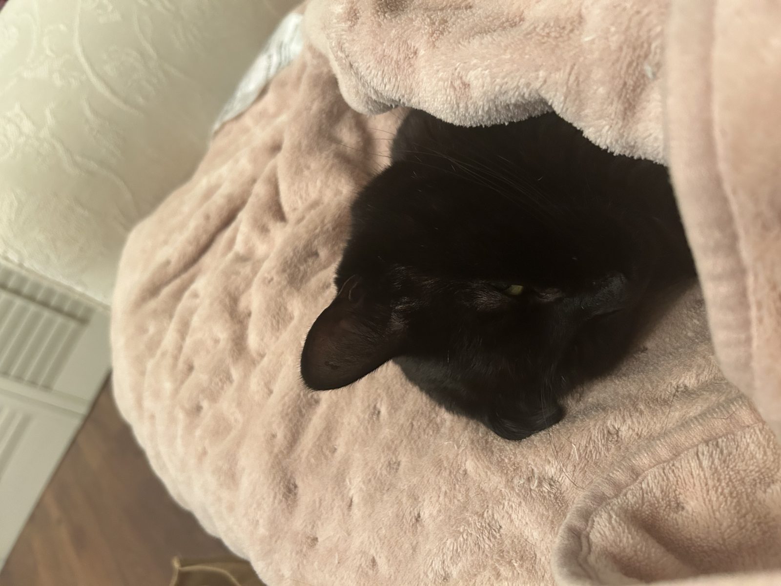 Photo of Clyde