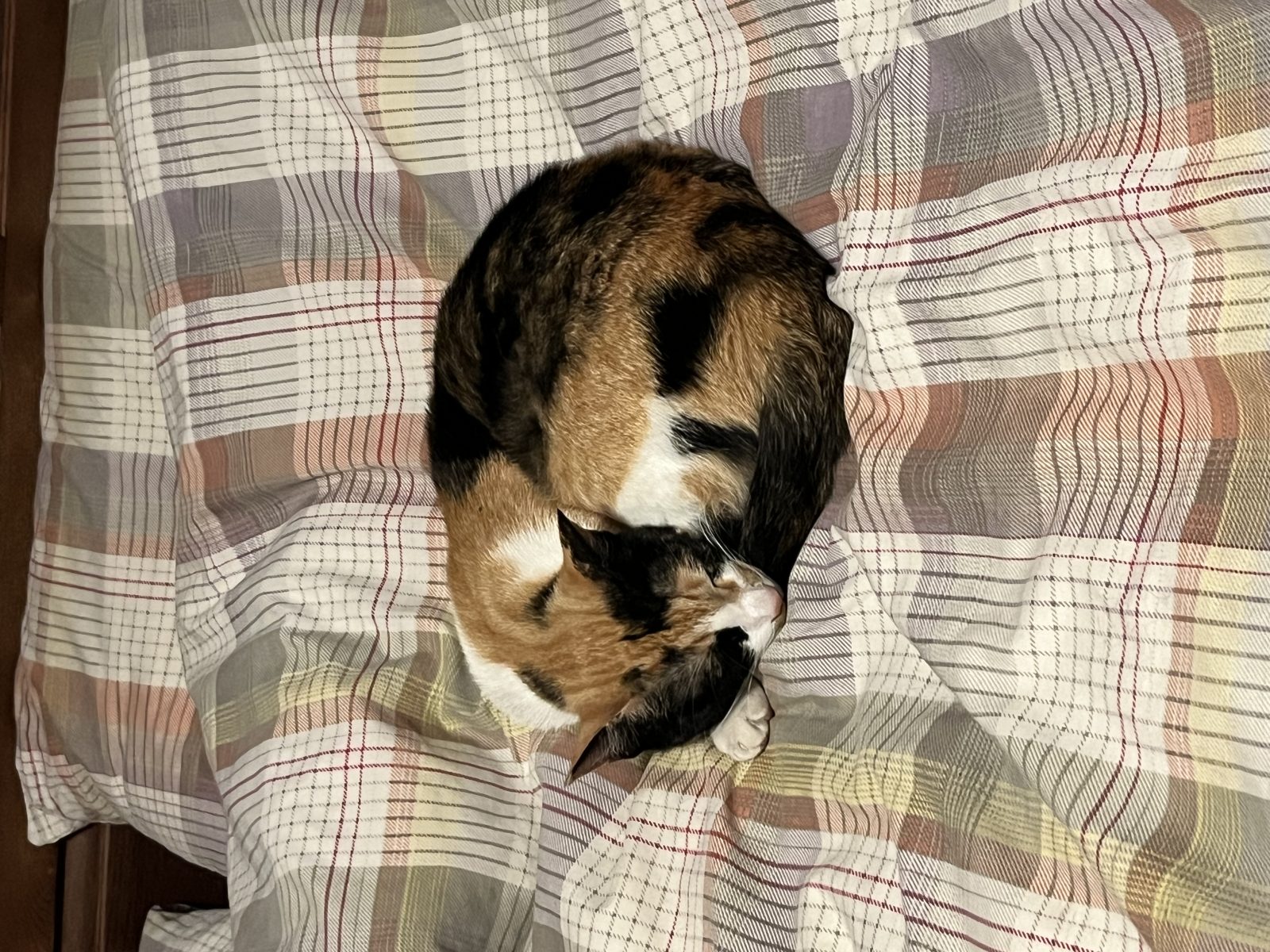 Photo of Pepper