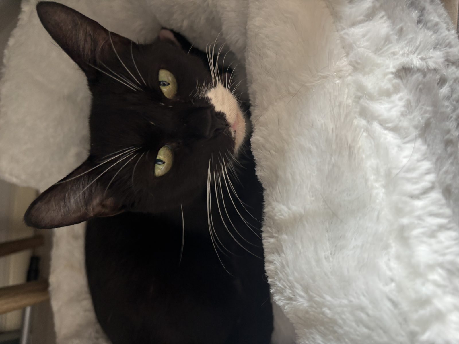 Photo of Willow (Robin)
