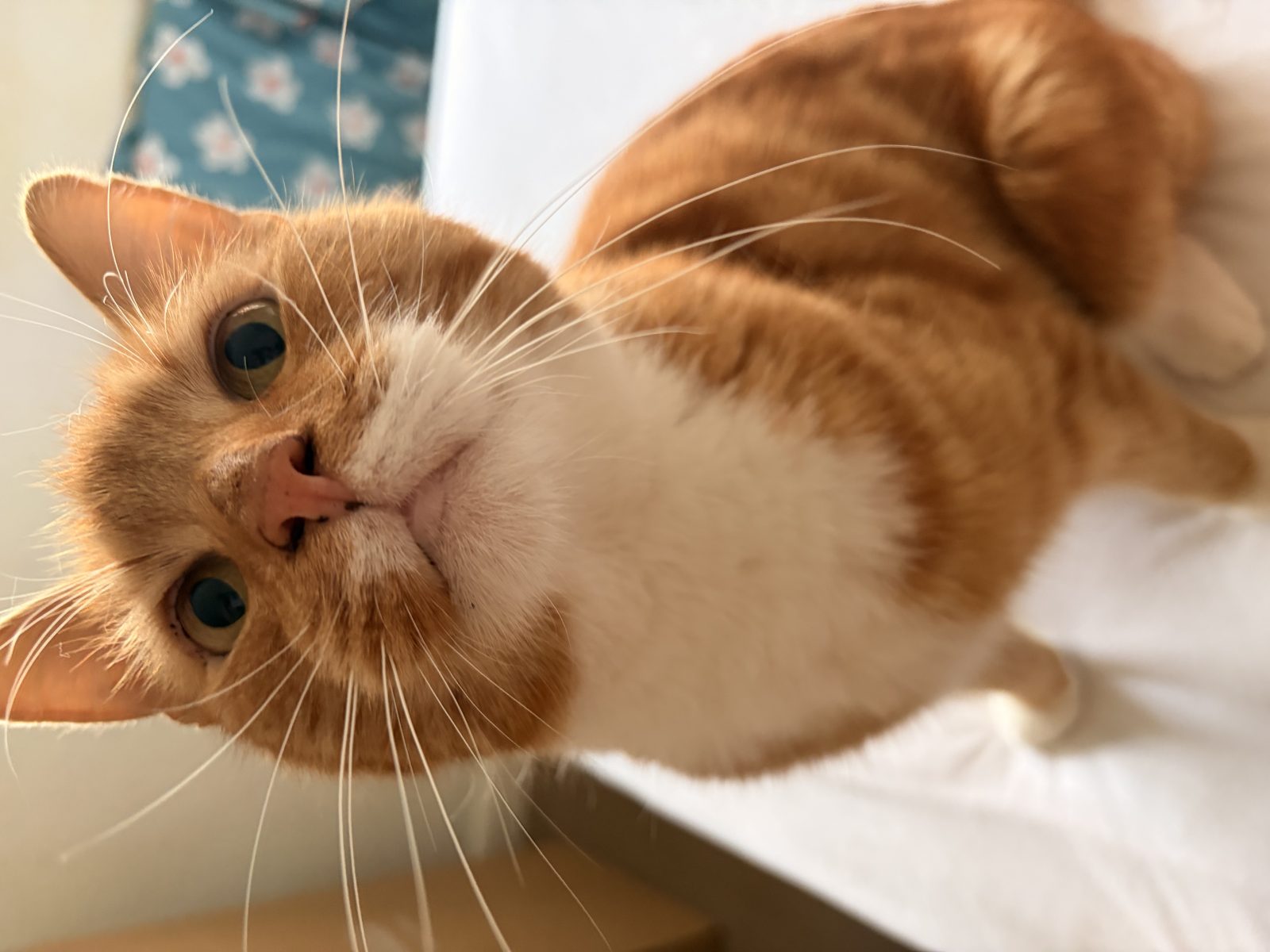 Photo of Ernie