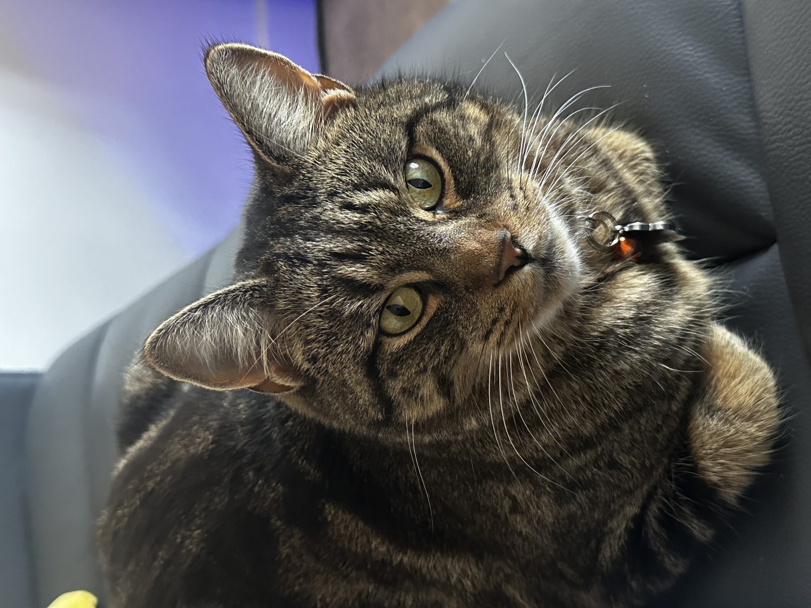 Photo of Link