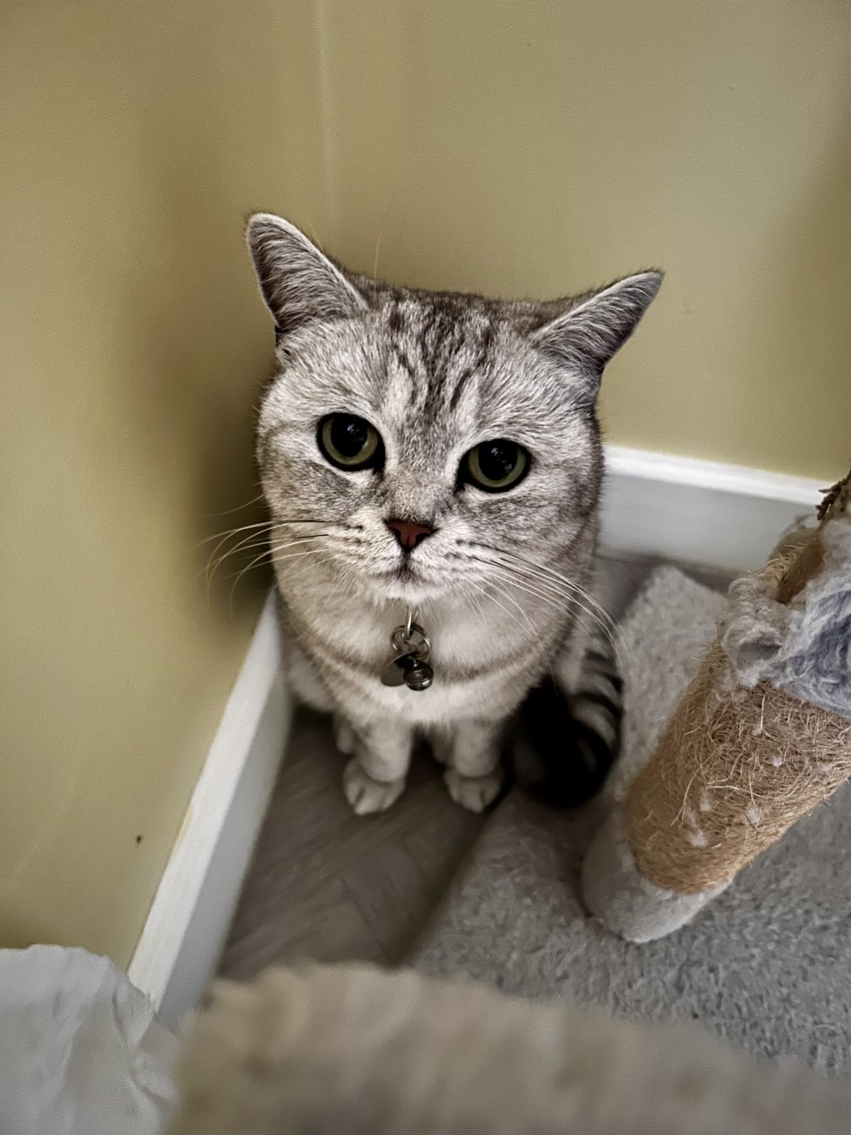 Photo of Olive