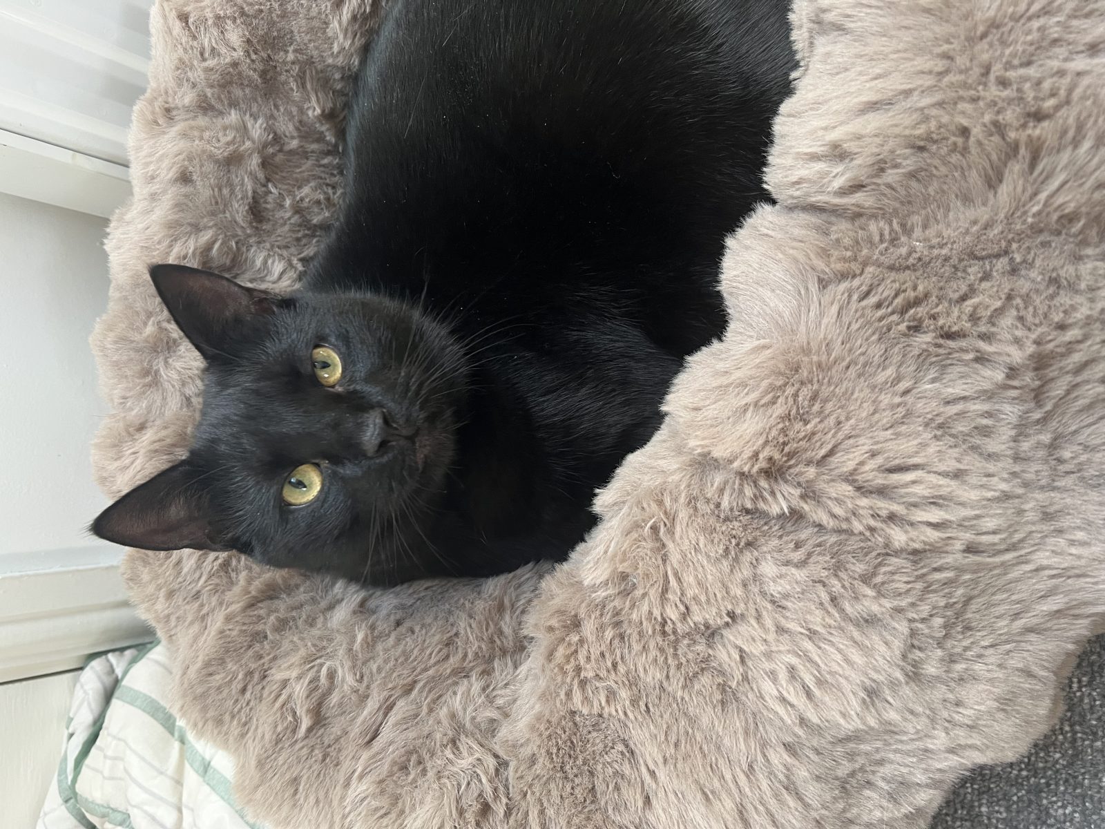 Photo of Shadow