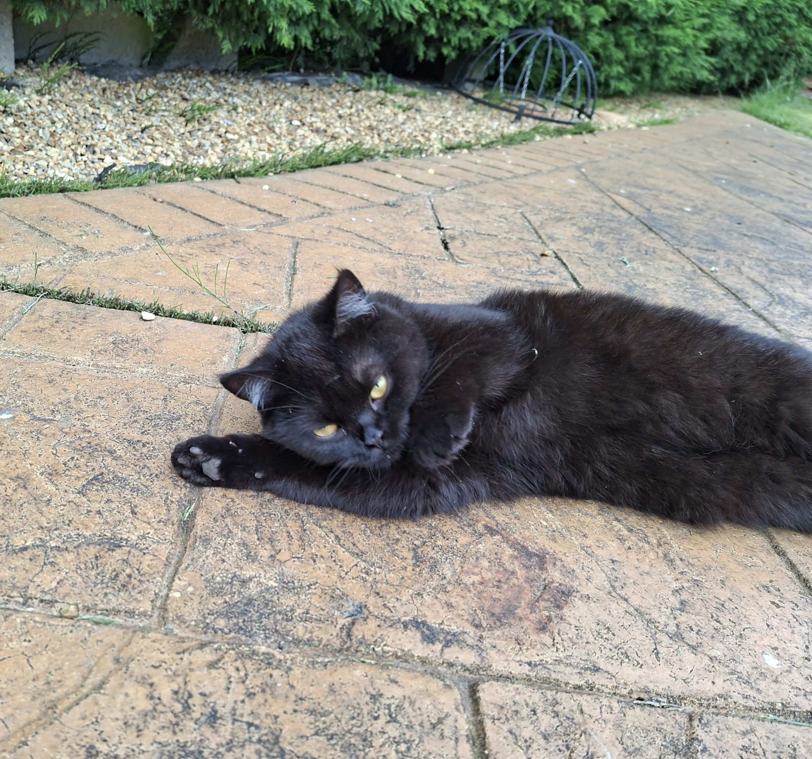 Photo of Mavis