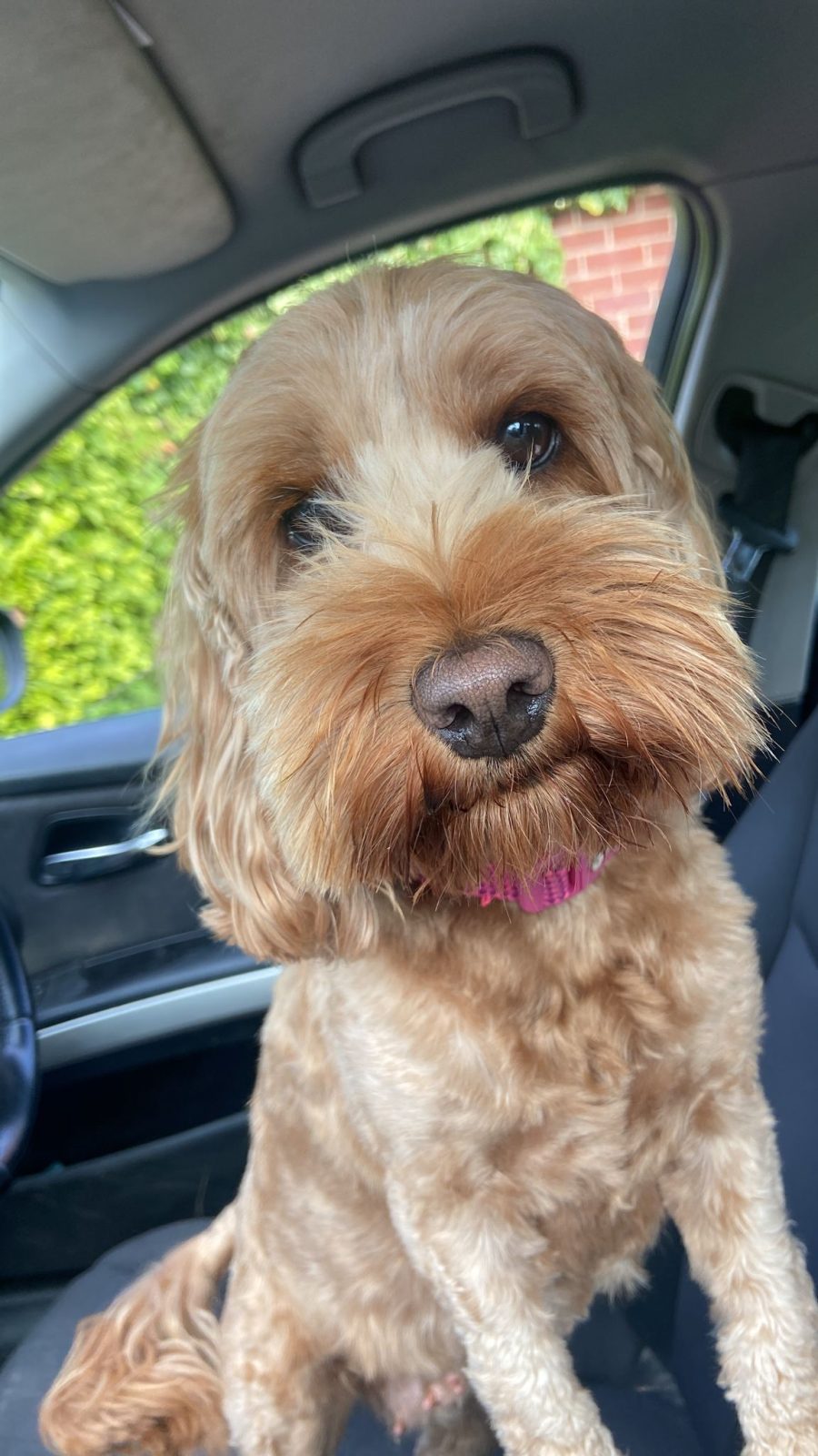 Photo of Dolly