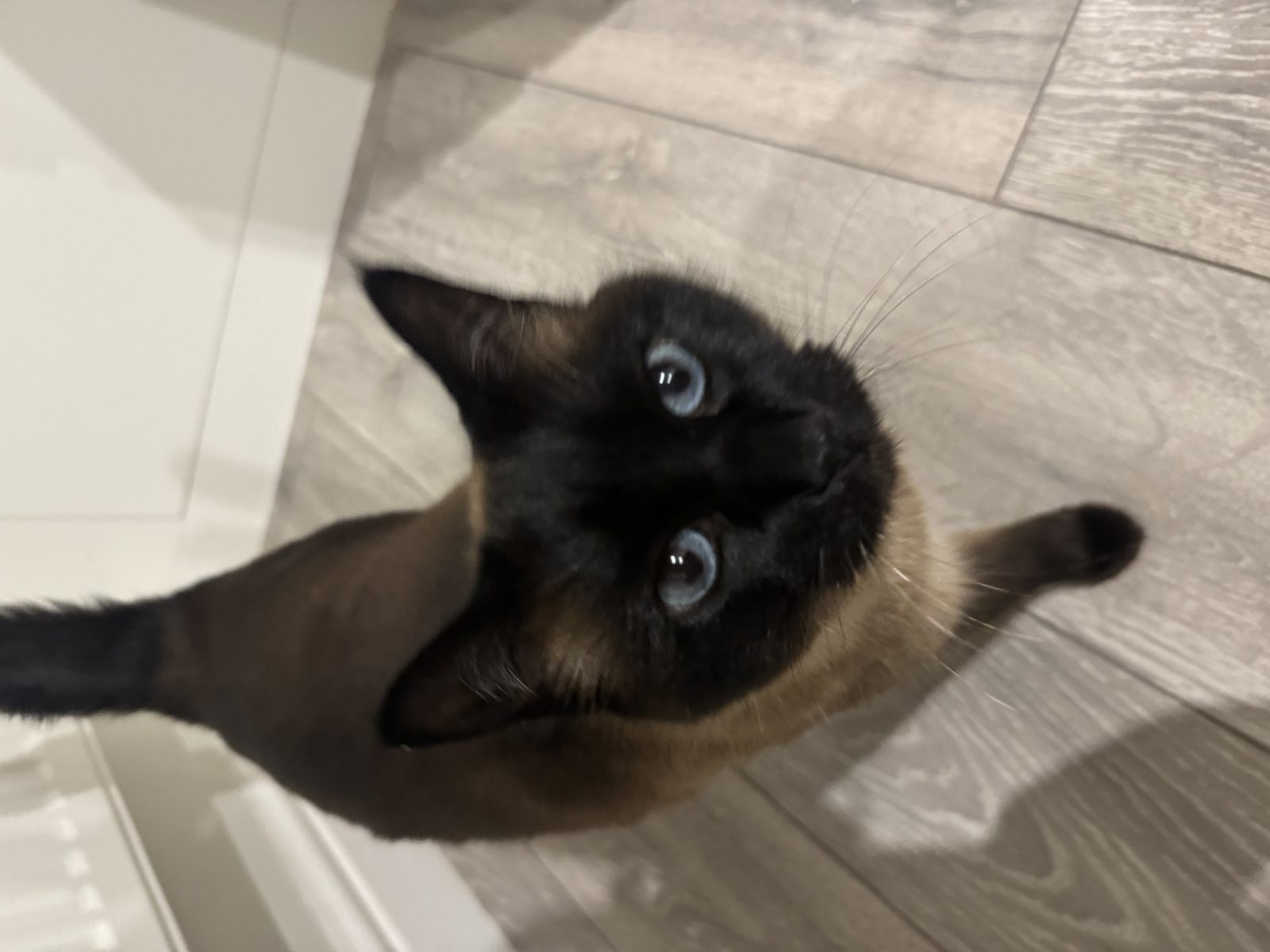 Photo of Lola