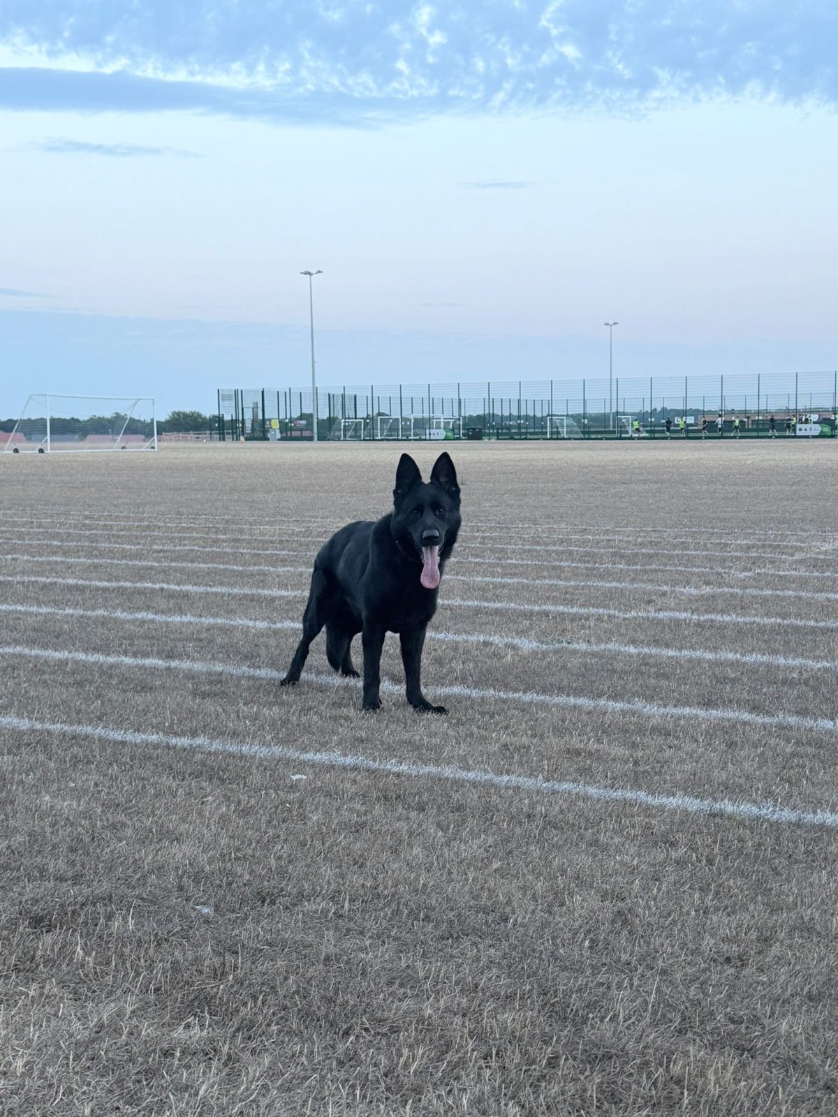 Photo of Koda