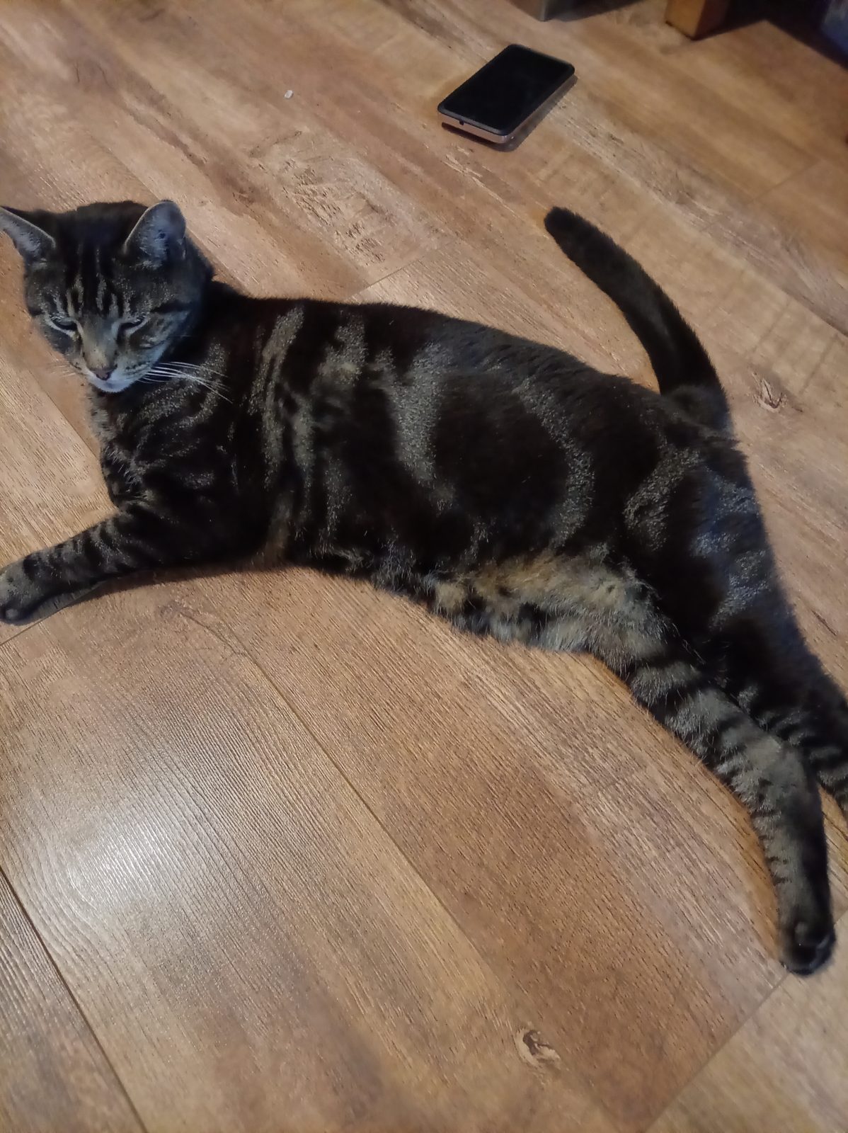 Photo of Ollie