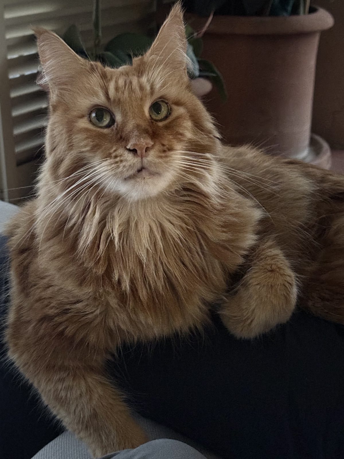 Photo of Rocky called Johnnie Walker