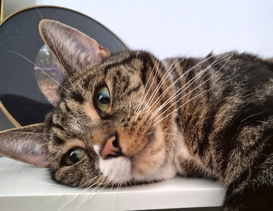 Photo of Toby