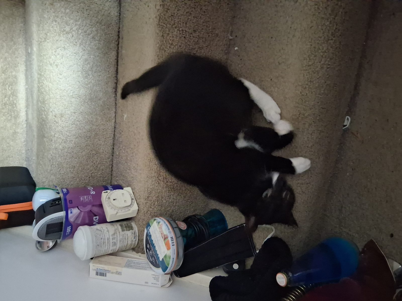 Photo of Puss