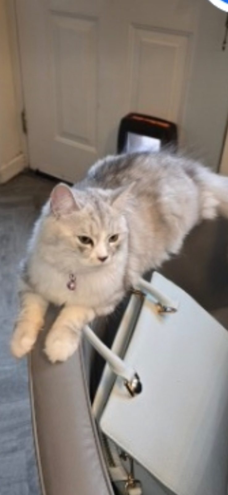 Photo of Fudge