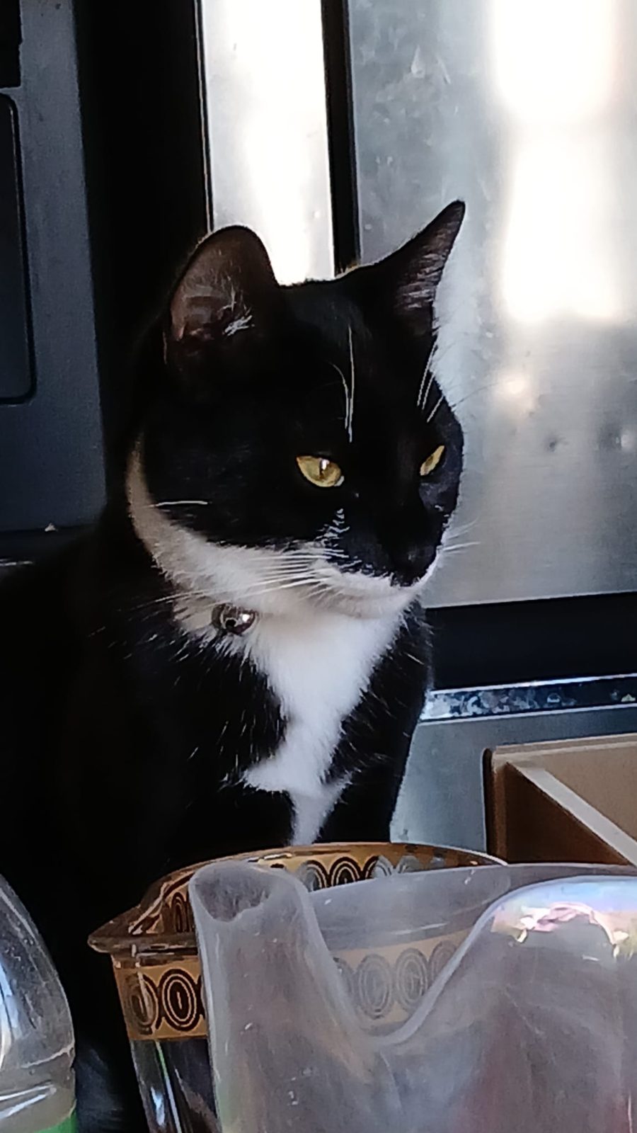 Photo of Pedro