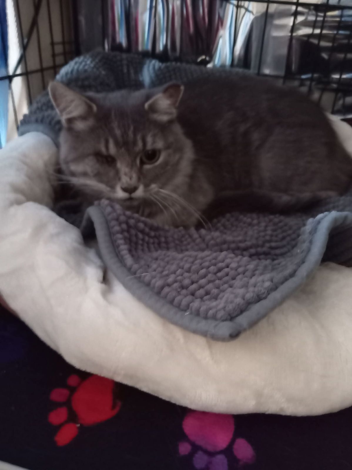 Photo of Rosie