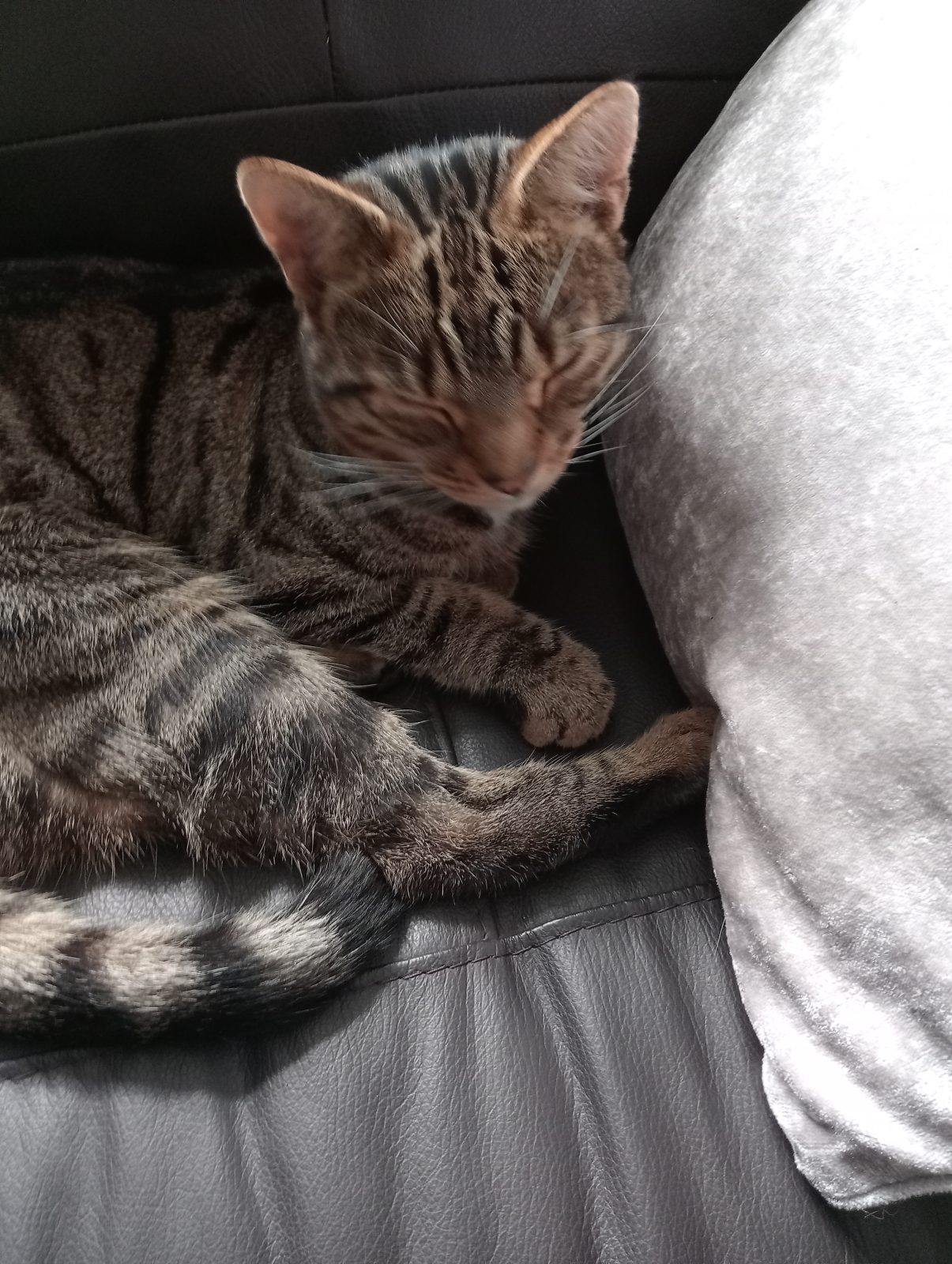 Photo of Teddy