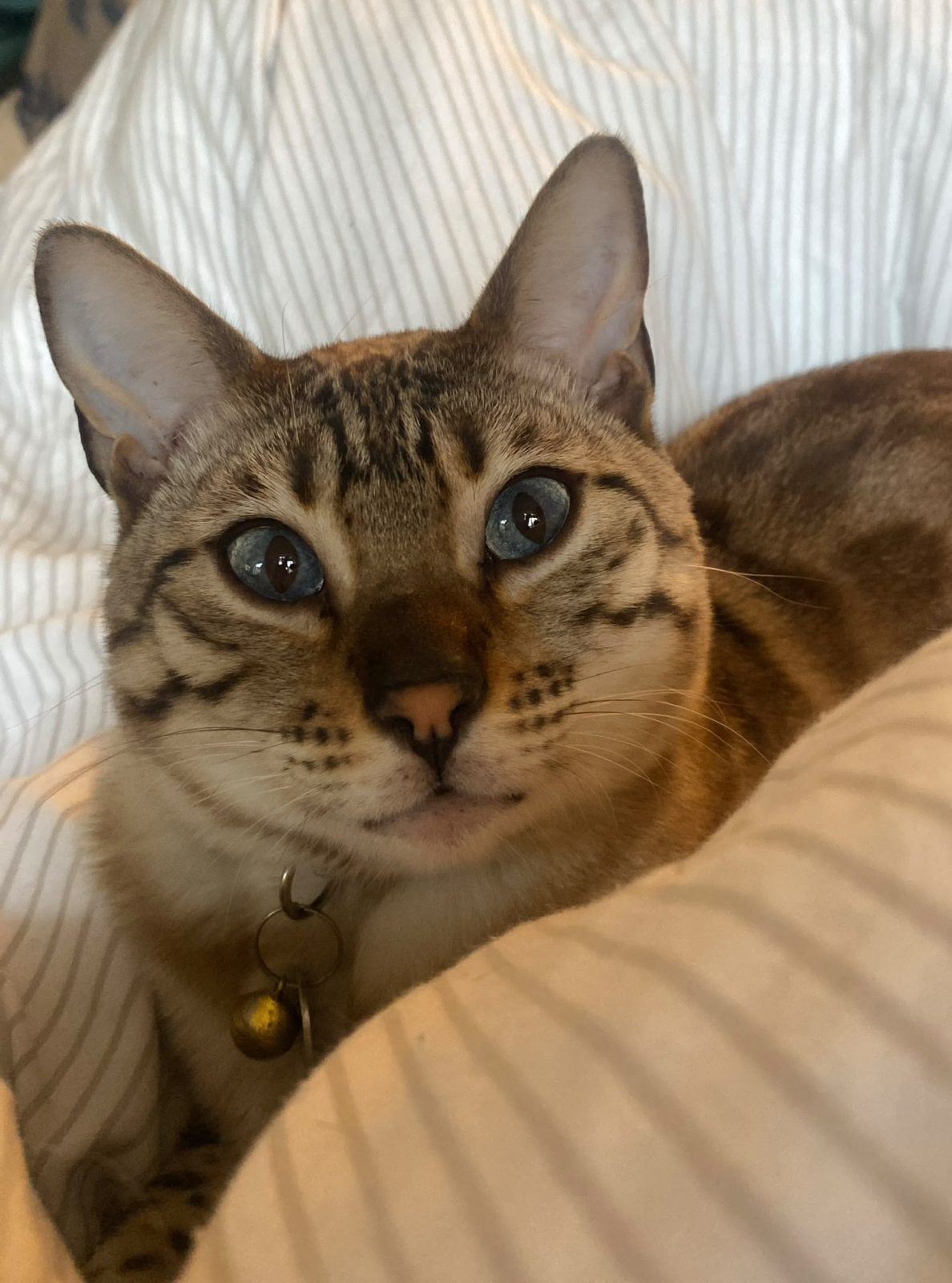 Photo of Saffy
