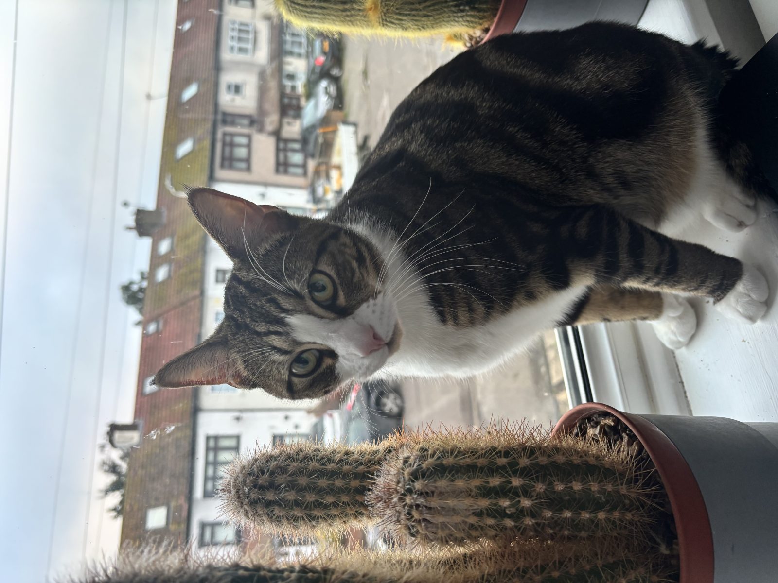Photo of Spakle