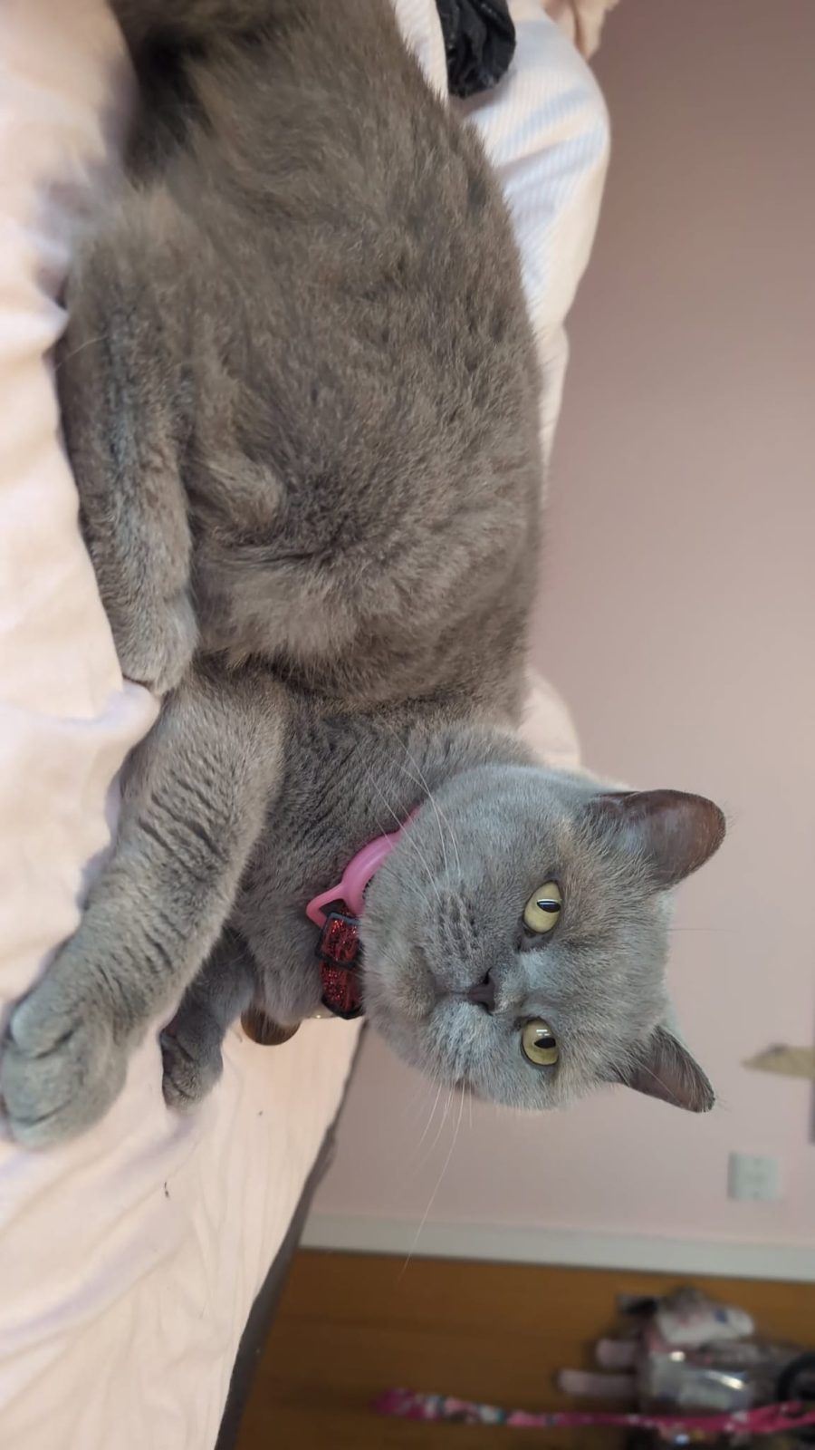 Photo of vimto