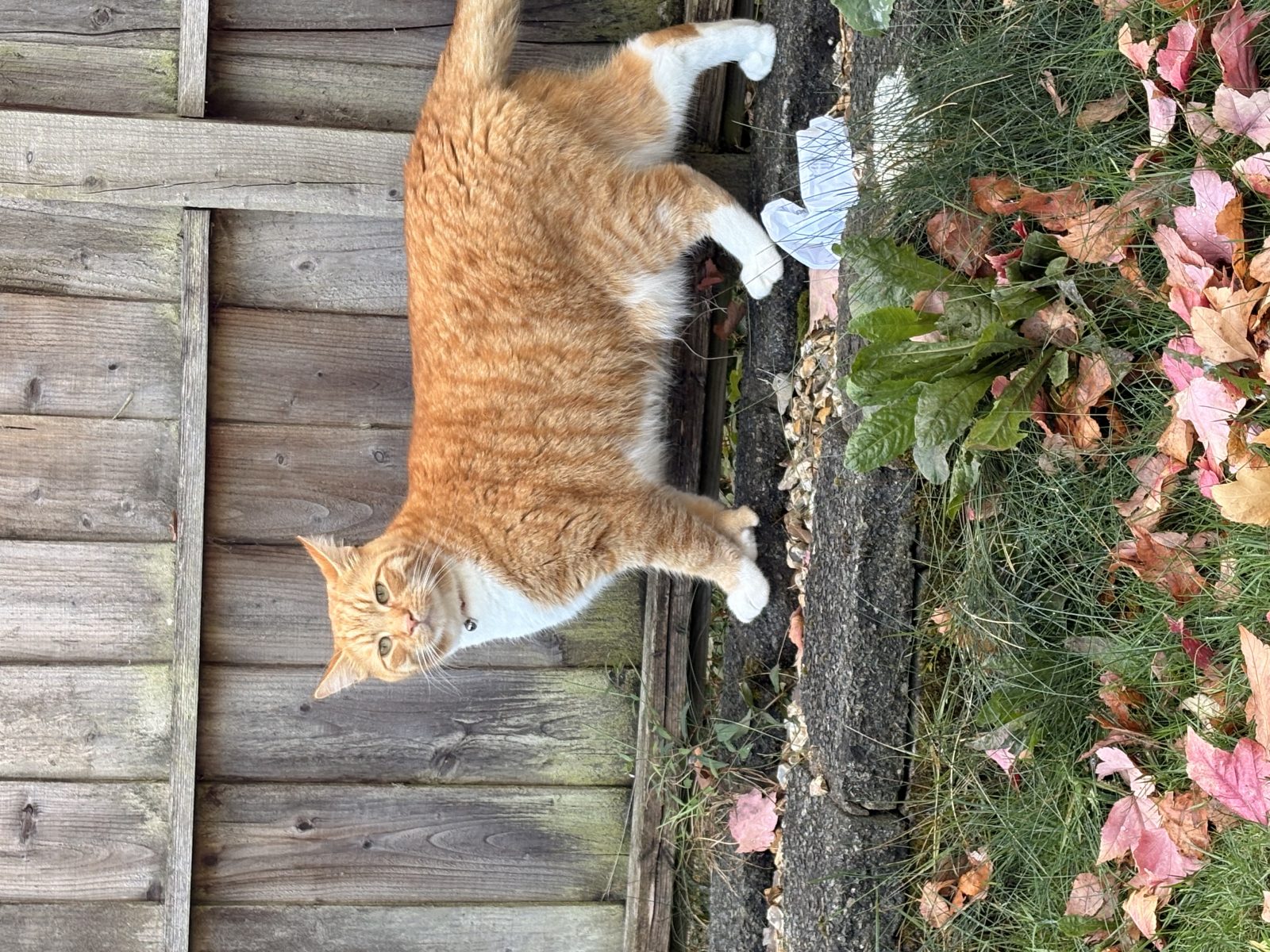 Photo of Ted