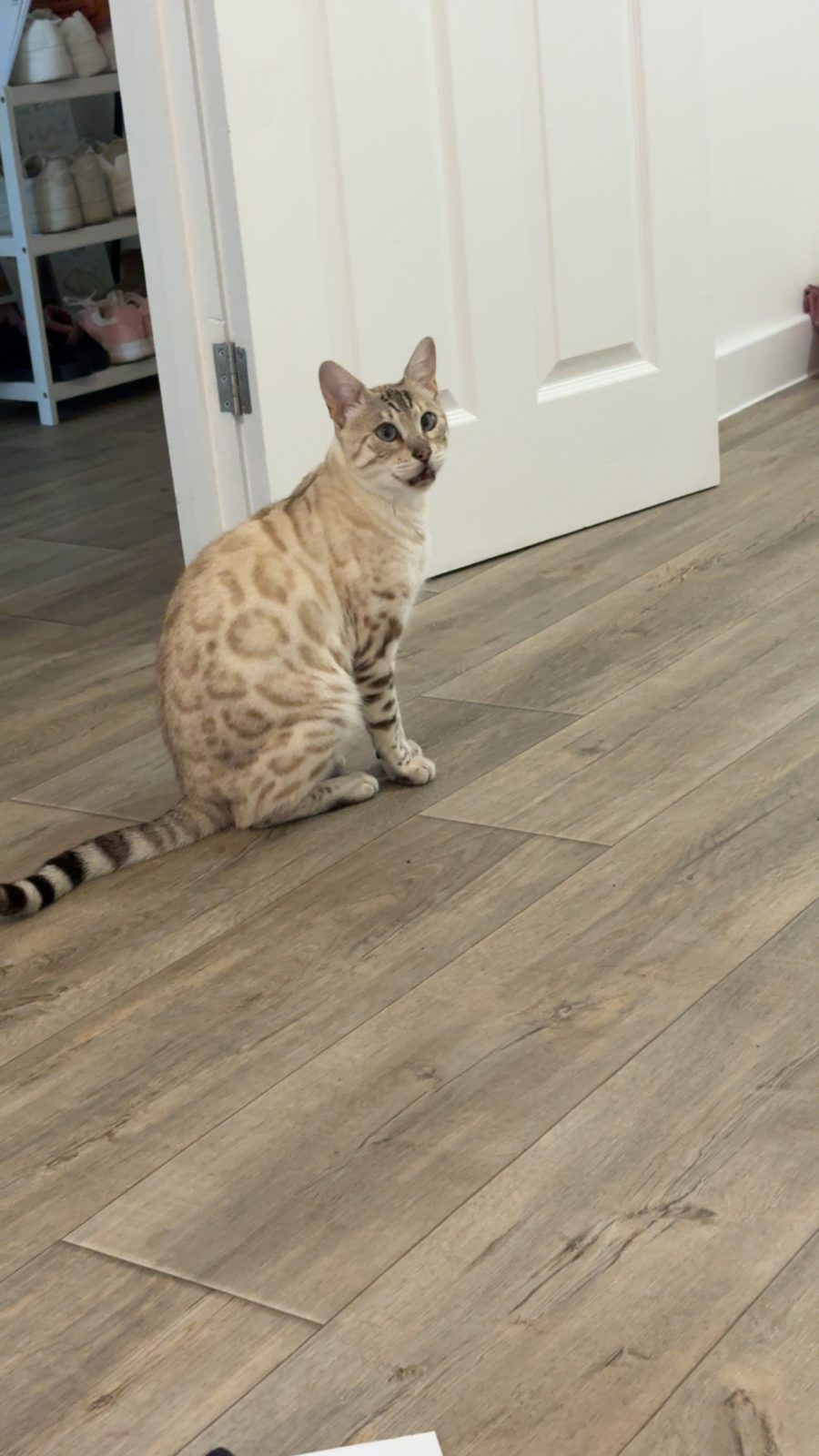 Photo of Oreo