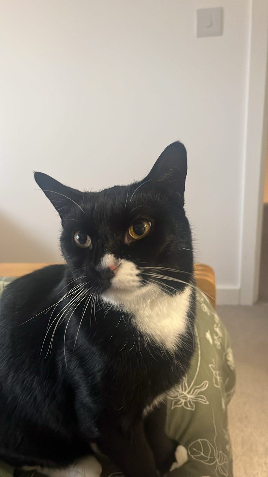 Photo of Sylvester
