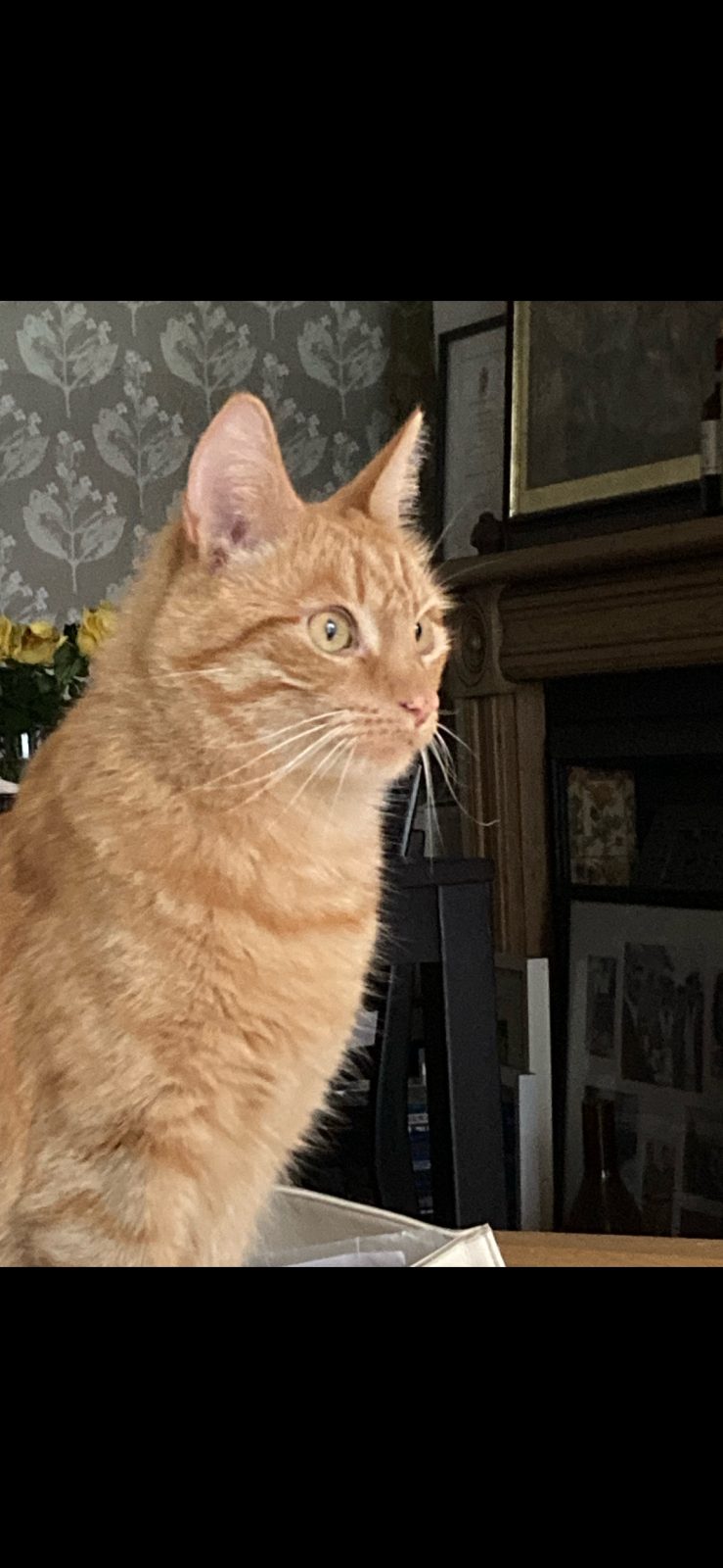 Photo of Scully