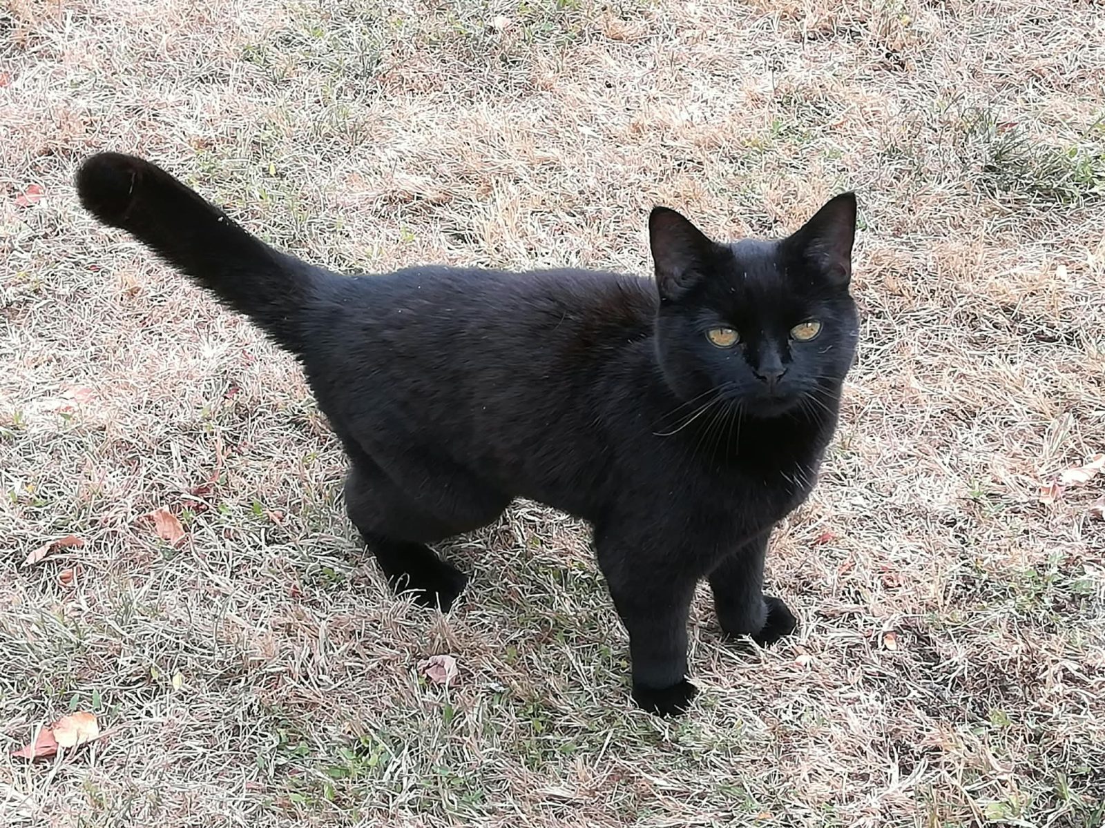 Photo of Flopsy