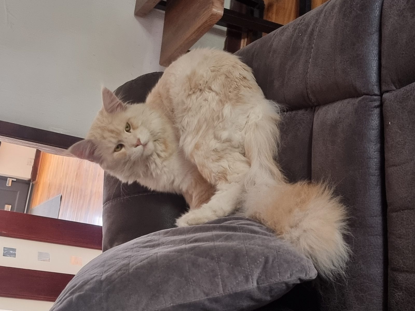 Photo of The Great Simba