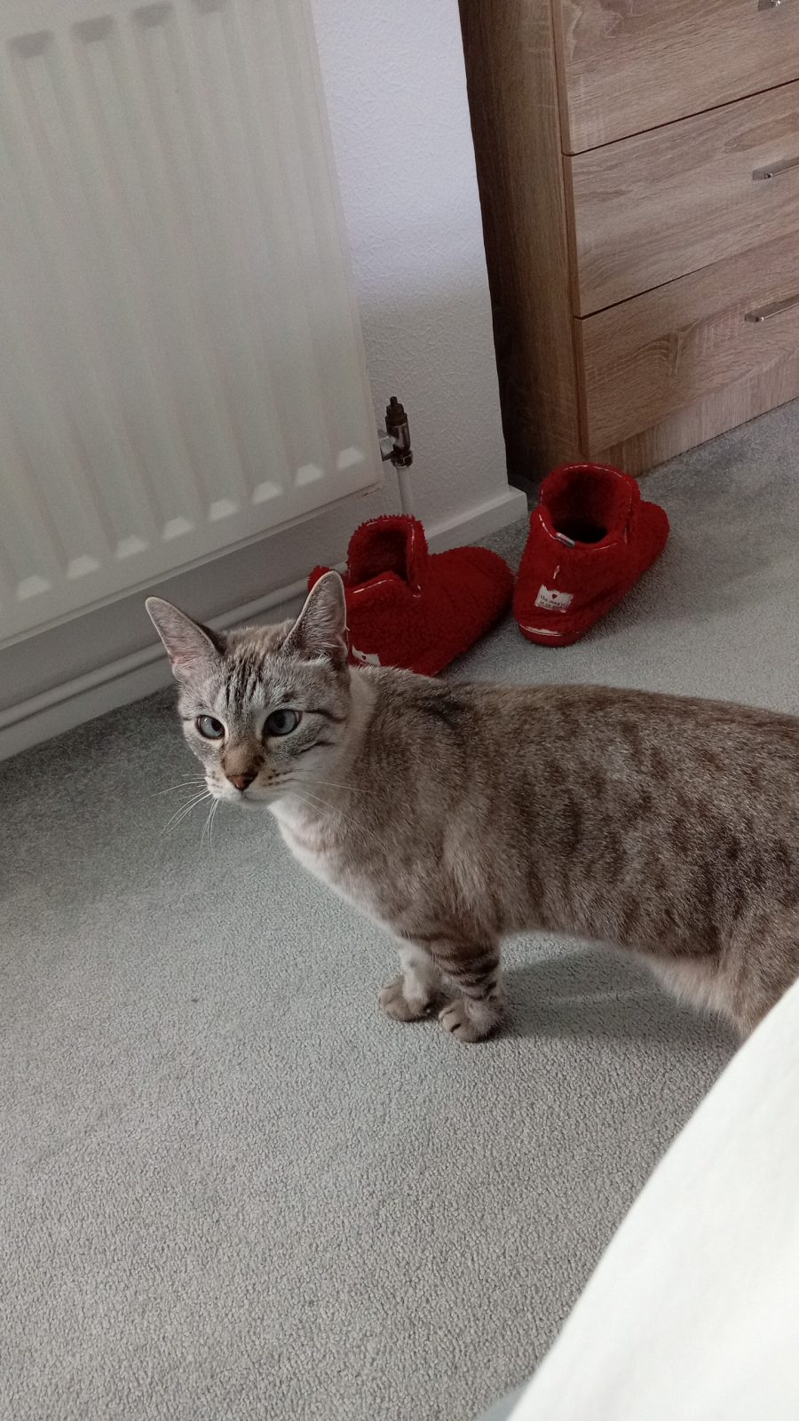 Photo of Mowgli