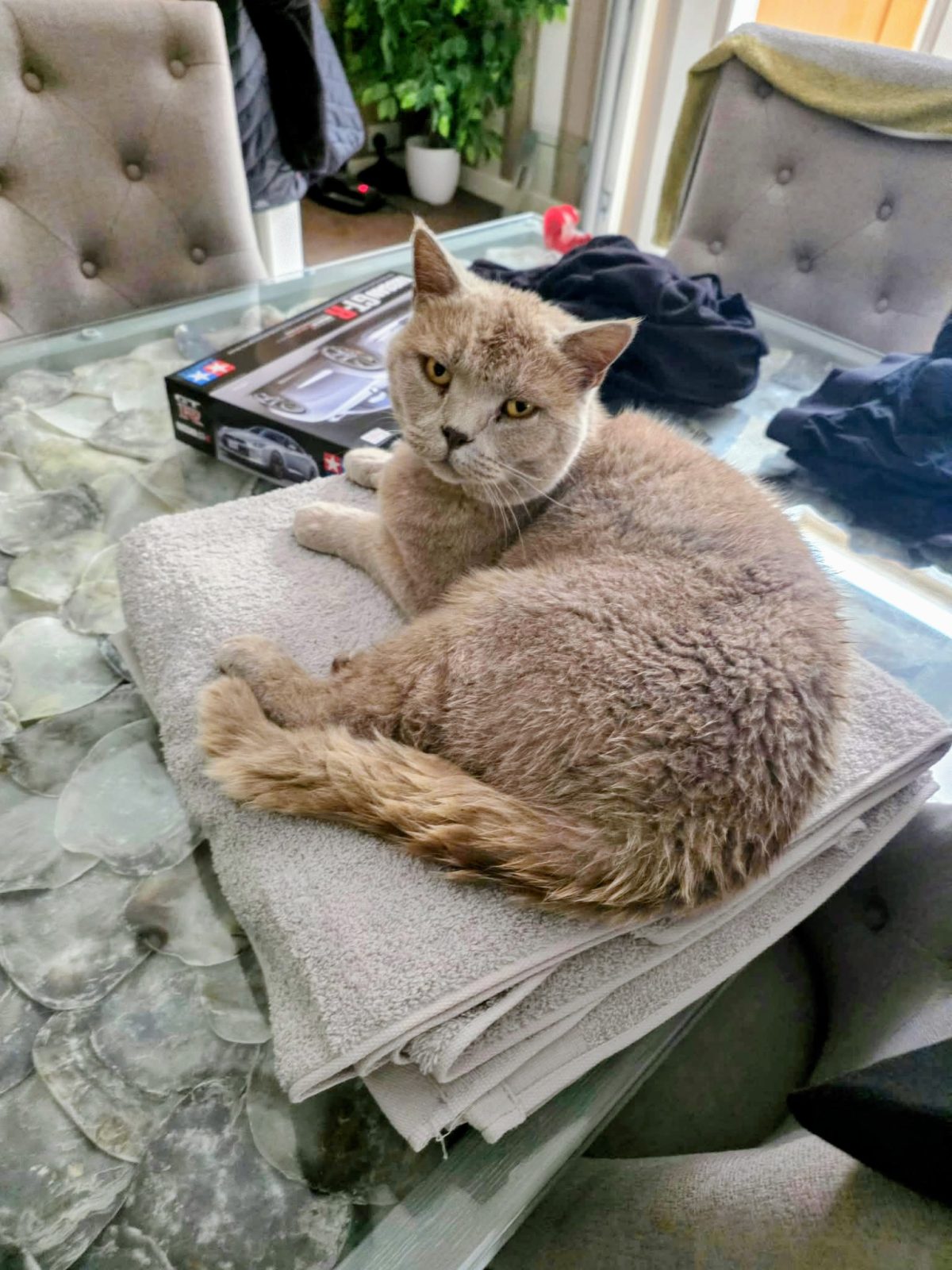 Photo of teddy