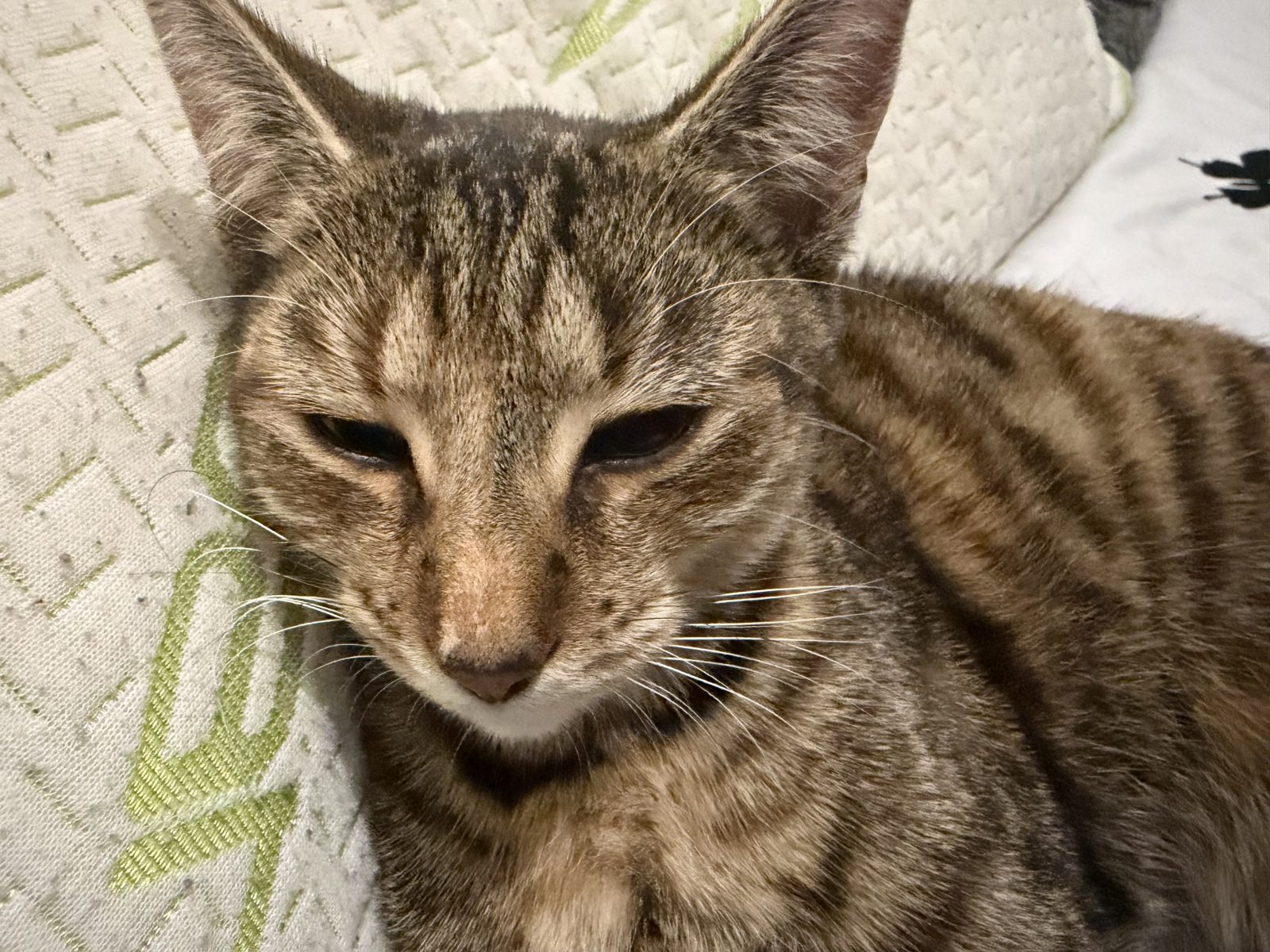 Photo of Luna